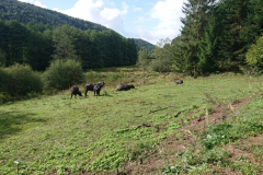 IMG_20250912_104017