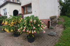 IMG_20250912_110653