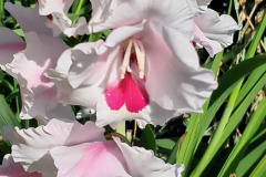 Gladiolen bei uns im Garten