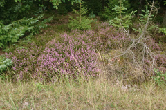 IMG_20260902_151629